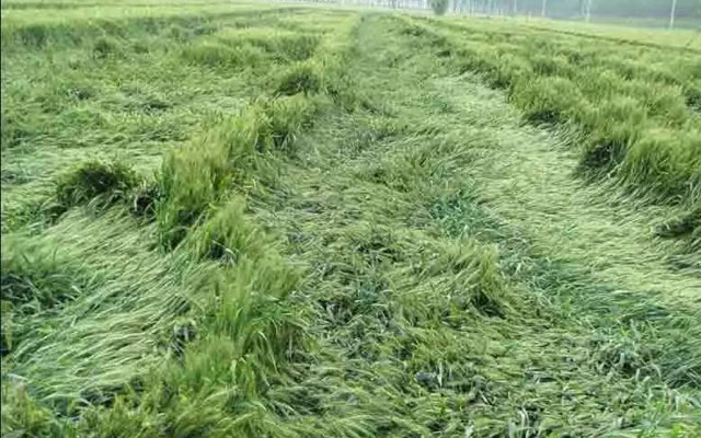 如何預(yù)防小麥后期倒伏？